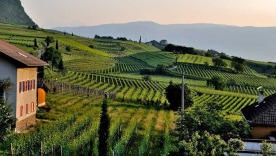 alcohol-free beverages distributors and producers